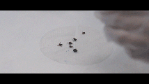 WearSPF Tick Defense Experiment Video
